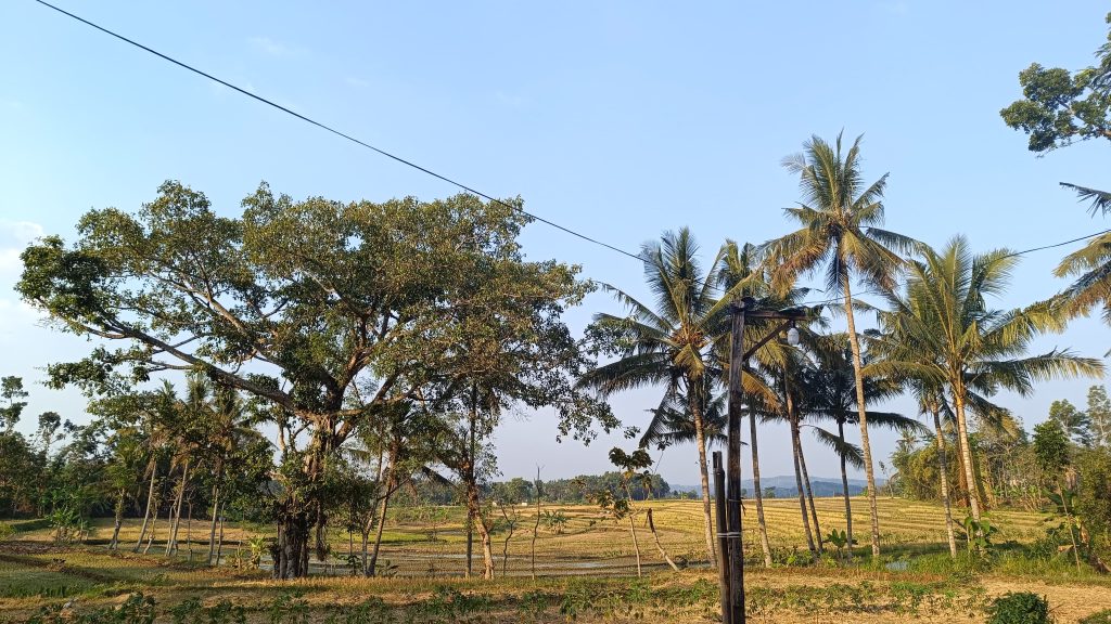 Pemandangan Desa